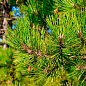 Сосна Орегонская (Рinus ponderosa) С10, высота 100-130см купить