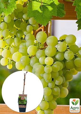 LMTD Виноград "Dr. Smidtmans" (сортовой, укорененный)