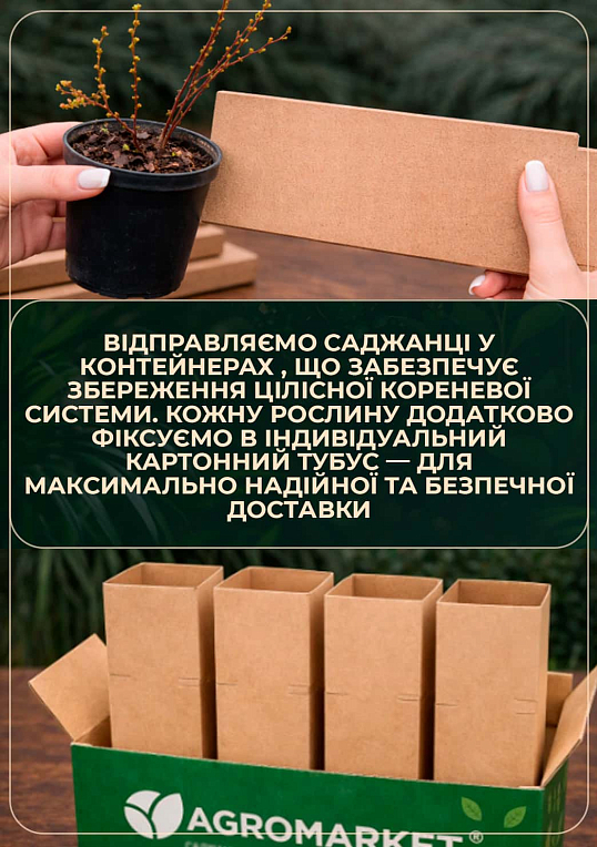Барбарис Тунберга 3-х річний "Limoncello 'BailErin" С2, висота саджанця від 25см