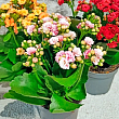 Каланхоэ Блоссфельда "MIX" Уценка" (Kalanchoe Blossfeldiana) (Нидерланды) цена