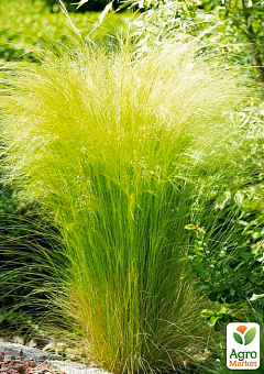 Ковила Пухнаста (Stipa)10