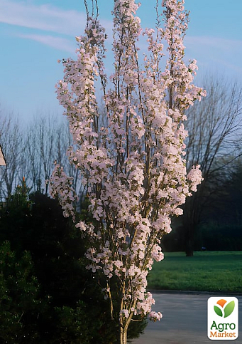 Сакура на штамбе "Амоногава" (возраст от 2-х лет, высота 130-160см)