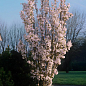 Сакура на штамбе "Амоногава" (возраст от 2-х лет, высота 130-160см)