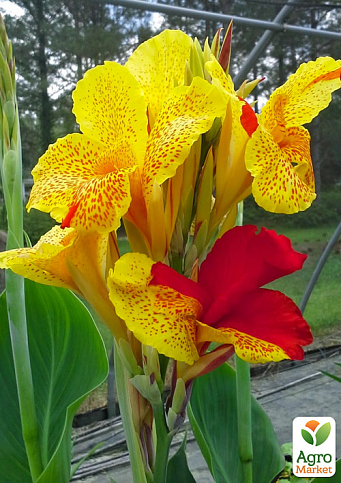 Канна Низькоросла "Cleopatra" - фото 3