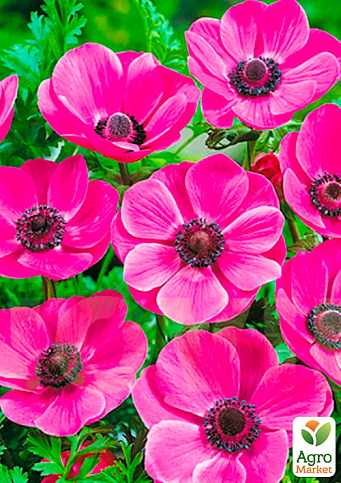 Анемона простая розовая "Sylphide" (размер 5/6 , крупный) 5шт в упаковке - фото 2