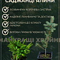 Ялина Карликова "Ohlendorffii" (горщик P9) купить