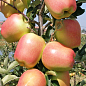 Яблоня "Голд Чиф" (крупноплодный сорт, зимний сорт, средний срок созревания)