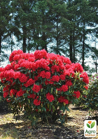 Рододендрон гибридный "Busuki"
