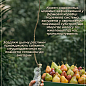 Груша "Говерла" (осінні сорти, середній термін дозрівання) цена