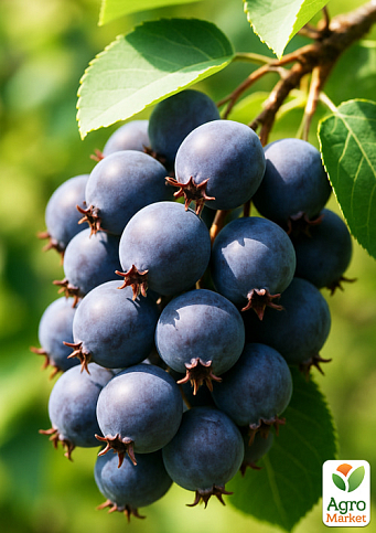 Ирга ольхолистная "Mandam" (Мандам) (самый высокоурожайный сорт)