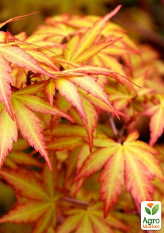 Клен 4-х летний японский пальмолистный "Катсура" (Аcer palmatum Katsura) С10, высота 150-180см10