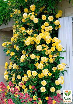 Троянда плетиста "Римоза" (саджанець класу АА +) вищий сорт2