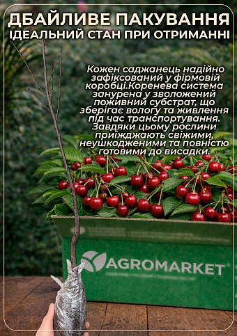 Эксклюзив! Вишня карликовая шаровидная черная "Крупноплодная" (Large-fruited) (венгерская селекция, премиальный морозостойкий сорт)  - фото 2