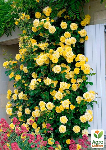 Троянда плетиста "Римоза" (саджанець класу АА +) вищий сорт