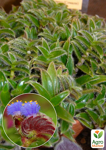 Ціантіс ампельний «Cyanotis Somaliensis» (котяче вушко)