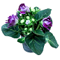 Глоксиния "Sonata Lila" высота 20см