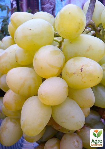 Виноград "Біла Надія" (надранній, двостатевий, великий)