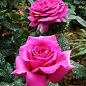 Троянда англійська "Мерлін" (саджанець класу АА +) вищий сорт