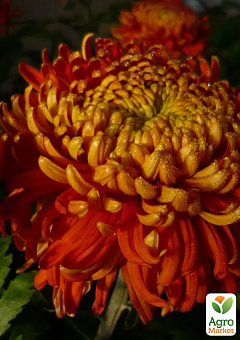 Хризантема крупноцветковая "Festival" (вазон С1 высота 20-30см)1