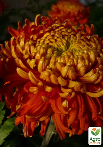 Хризантема великоквіткова "Festival" (вазон С1 висота 20-30см)