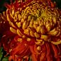 Хризантема великоквіткова "Festival" (вазон С1 висота 20-30см)