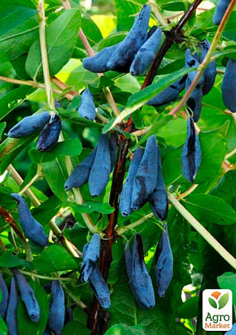 Жимолость "Ассоль" (ранний срок созревания, крупноплодный сорт) - фото 5