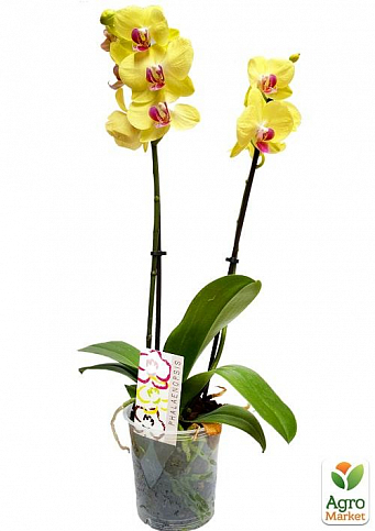 Орхидея (Phalaenopsis) "Lemon" - фото 3