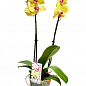 Орхидея (Phalaenopsis) "Lemon" цена