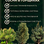 Сосна черная "Spielberg" (ком/сетка), высота 70-90см цена