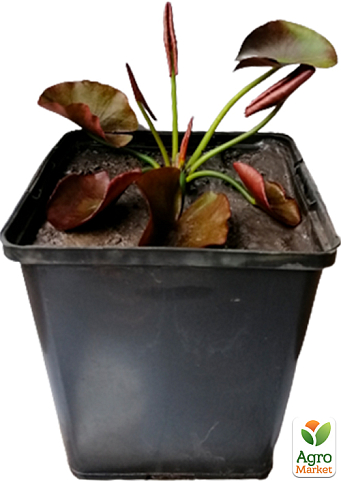 LMTD Нимфея (водяная лилия) "Pink Opal" (корневище) - фото 7