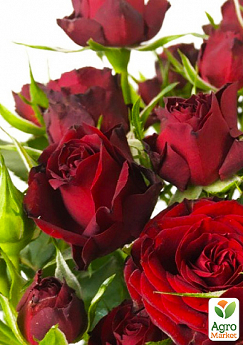 Троянда дрібноквіткова (спрей) "Рубікон" (саджанець класу АА+) вищий сорт