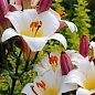 Лилия Трубчатая "White Planet" 