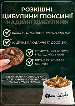 Глоксинія "Blanche de Meru" 1шт в упаковці3