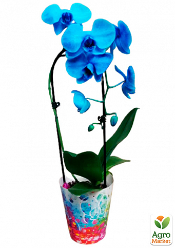 Орхидея (Phalaenopsis) "Cascade Blue" - фото 2