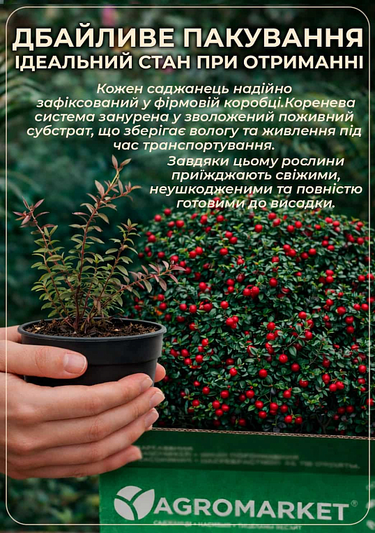 Ексклюзив! Журавлина "Рубін" (Ruby) (пізній термін дозрівання, морозостійкий сорт) - фото 4