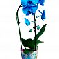 Орхидея (Phalaenopsis) "Cascade Blue" купить