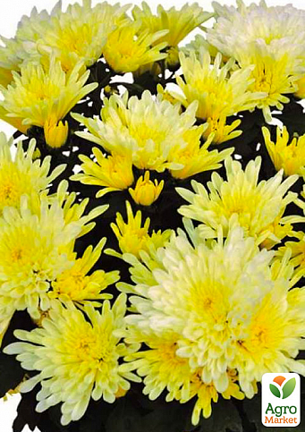 Хризантема  "Kodiak Yellow" (низкорослая среднецветковая) - фото 2