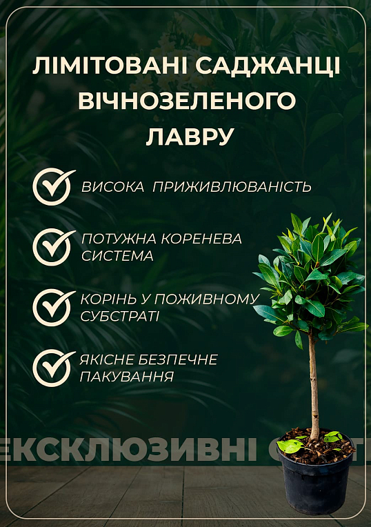 LMTD Лавр вічнозелений "Laurus Nobilis" (20-30см) - фото 3