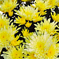 Хризантема "Kodiak Yellow" (низькоросла середньоквіткова) купить