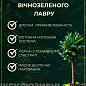 LMTD Лавр вічнозелений "Laurus Nobilis" (20-30см) цена