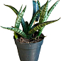 LMTD Сансевиерия "Comet Kichaka" высота растения 15-25см