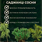Сосна "Глаука" (Pinus sylvestris "Glauca") C2, высота 30-40см