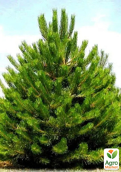 Сосна обыкновенная 3-х летняя (Pinus sylvestris) С3, высота 20-40см13