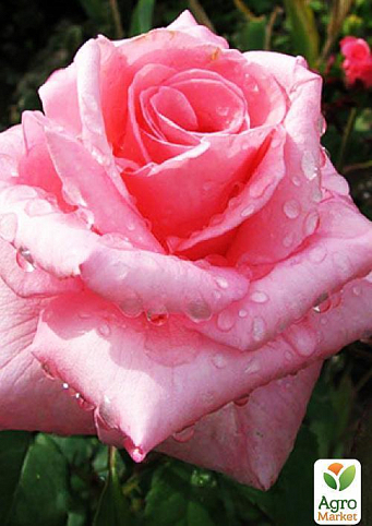 Роза чайно-гибридная "Эйфелева башня" (саженец класса АА+) высший сорт