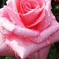 Роза чайно-гибридная "Эйфелева башня" (саженец класса АА+) высший сорт