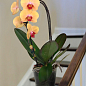 Орхідея (Phalaenopsis) "Cascade Gold"