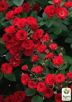 Роза почвопокровная "Scarlet"2