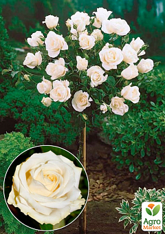 Роза штамбовая "Аваланж" (Avalanche) (саженец класса АА+) высший сорт 2