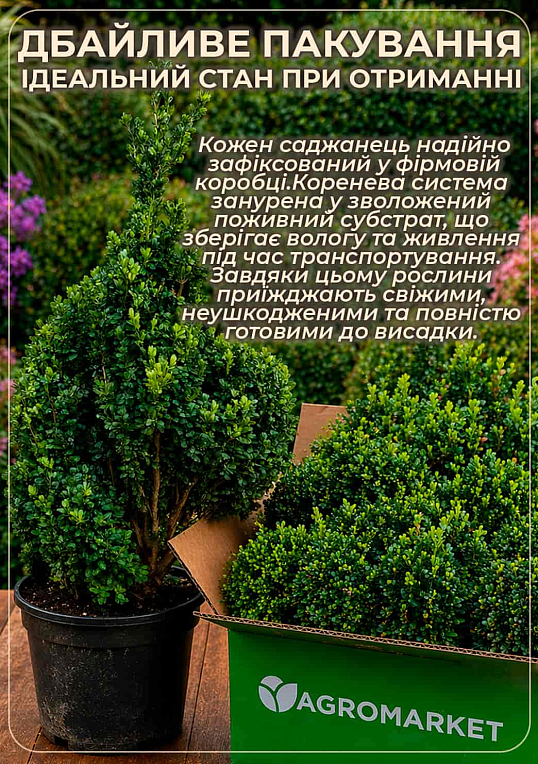 Самшит вечнозеленый формированный 3-х ярусный