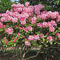 LMTD Рододендрон цветущий 5-и летний "Albert Schweitzer" (высота 70см)